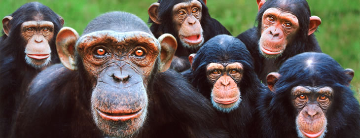 monkey_world_apes