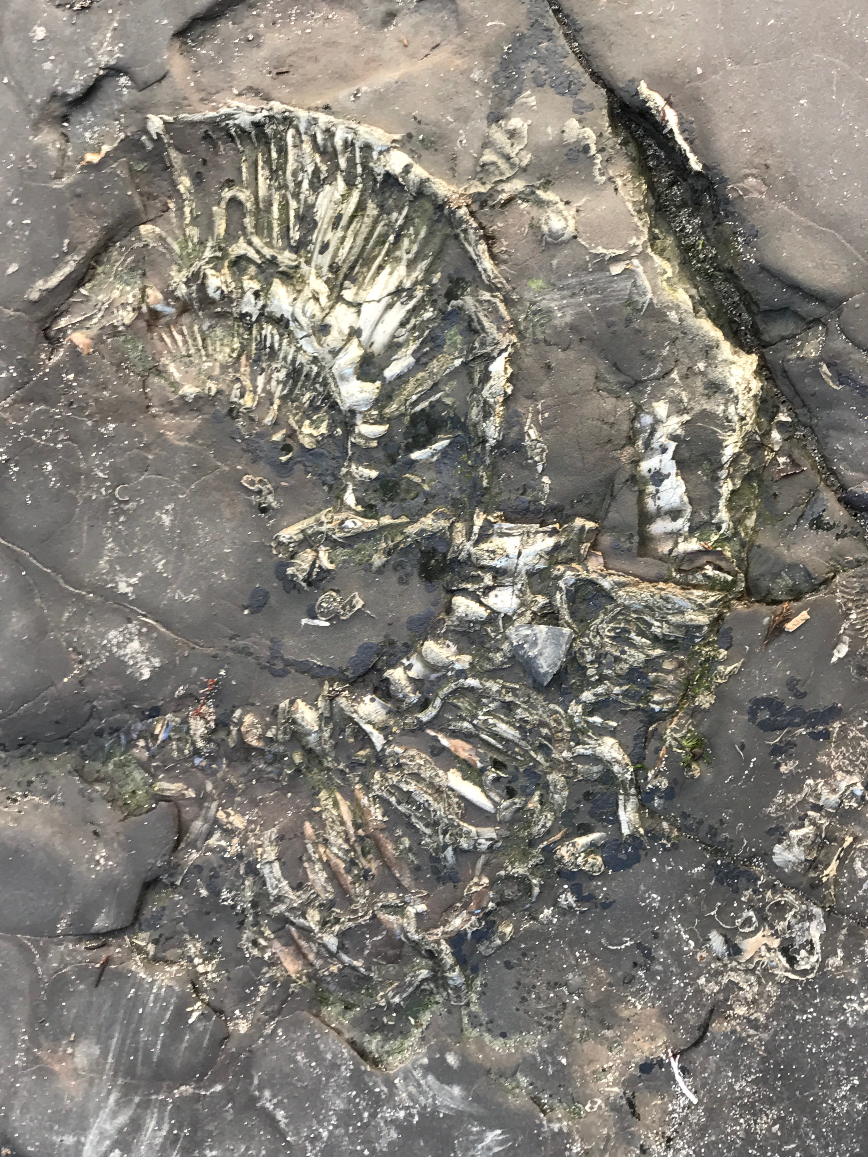 Jurassic fossils discovered at Kimmeridge Bay
