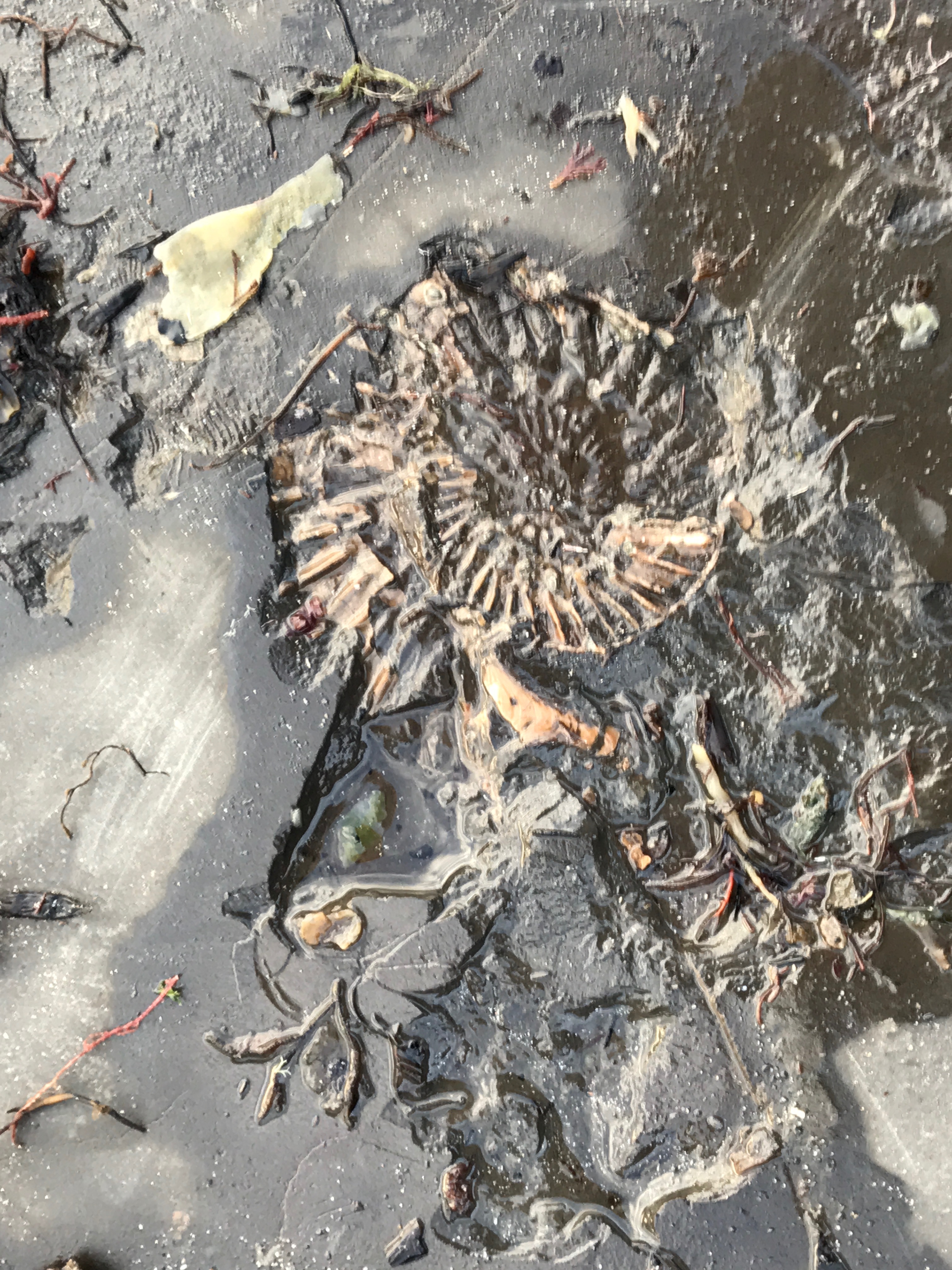 Fossil finds along the shoreline at Kimmeridge Bay